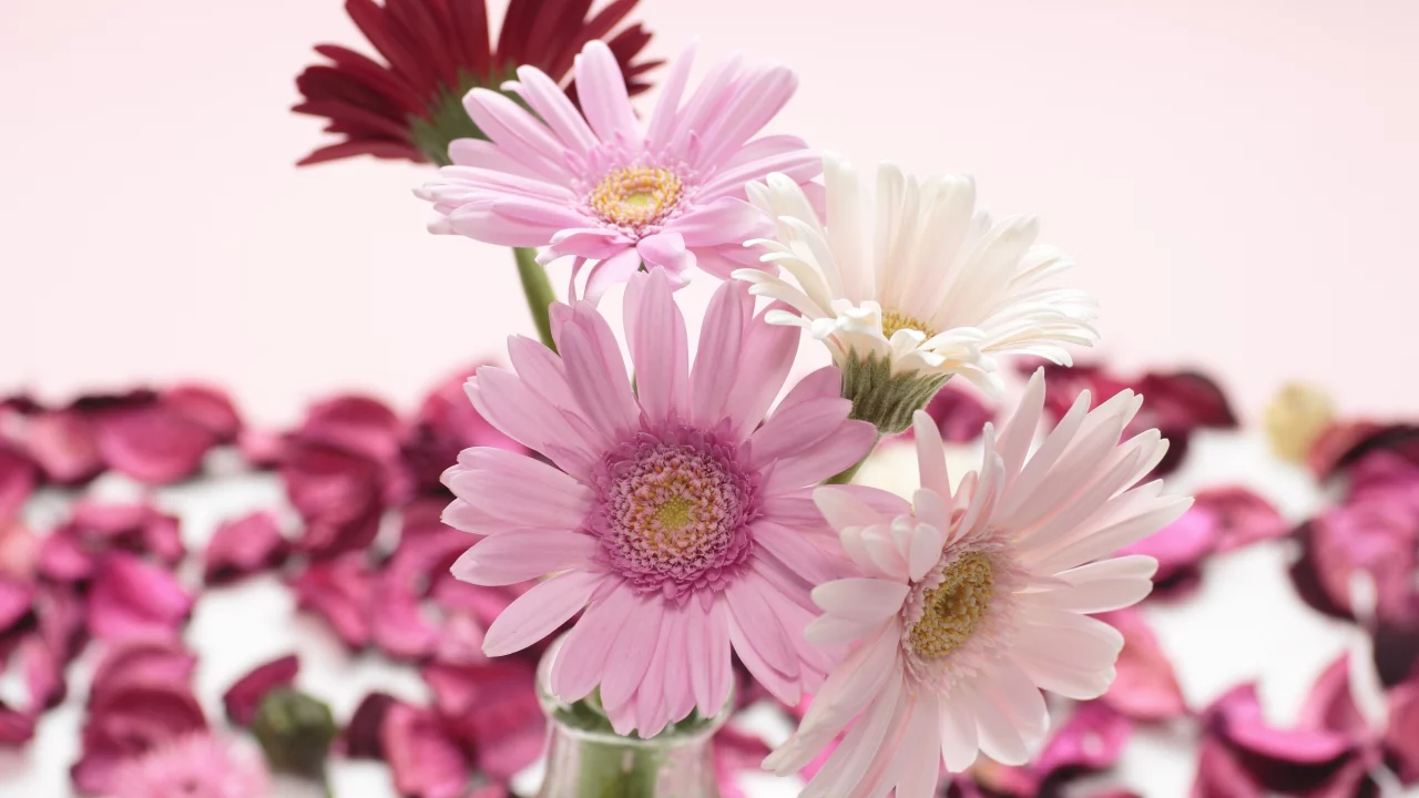 белые, красные, gerbera, розовые, герберы