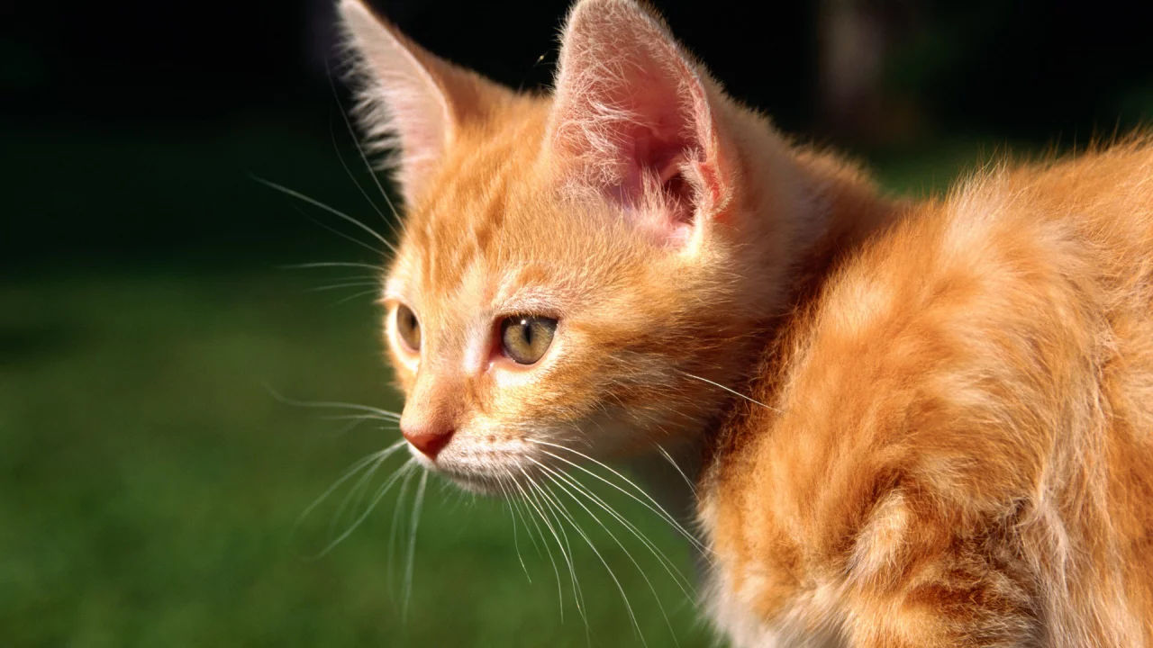 рыжий, кот, cat, кошка, котенок