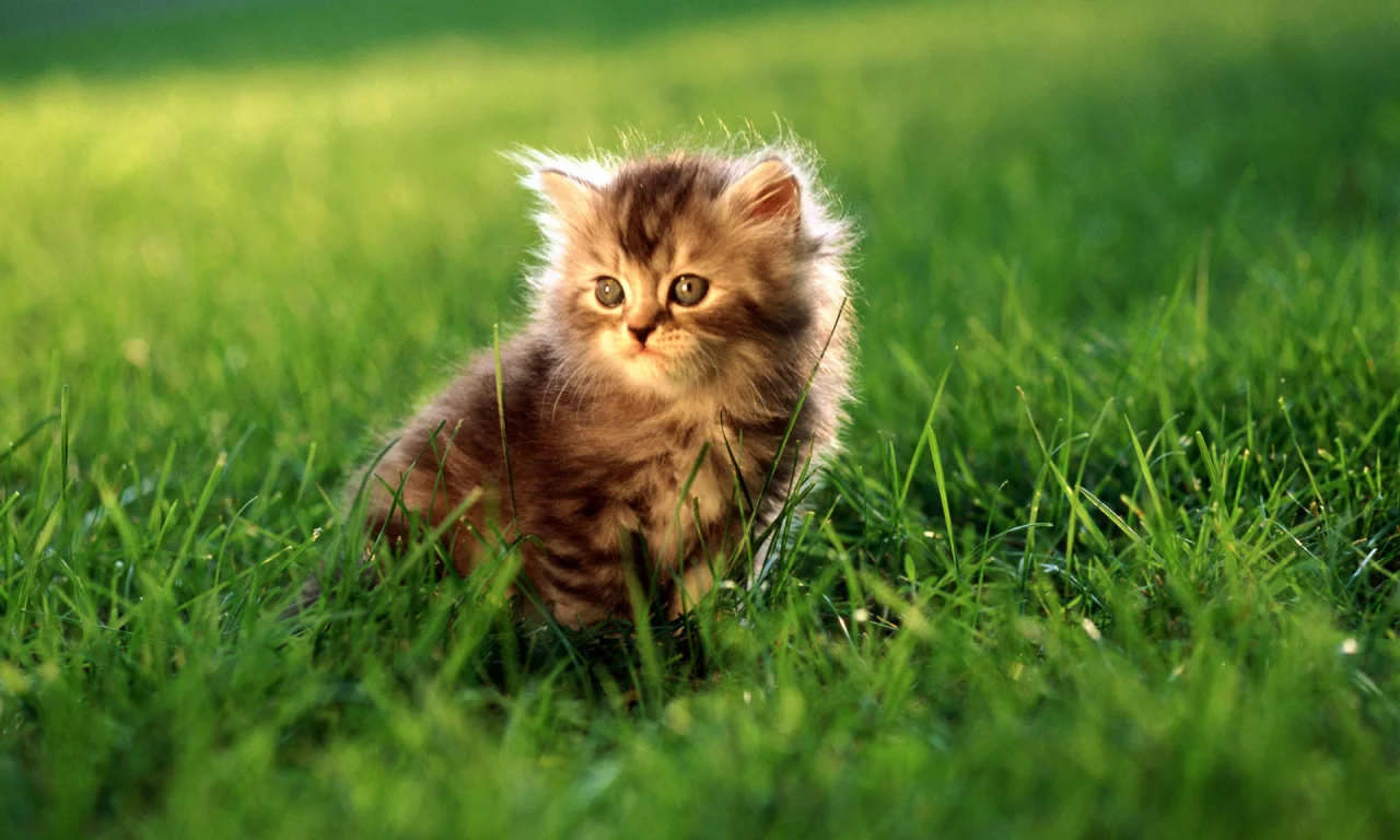 киска, котенок, cat, кот, киса, кошка