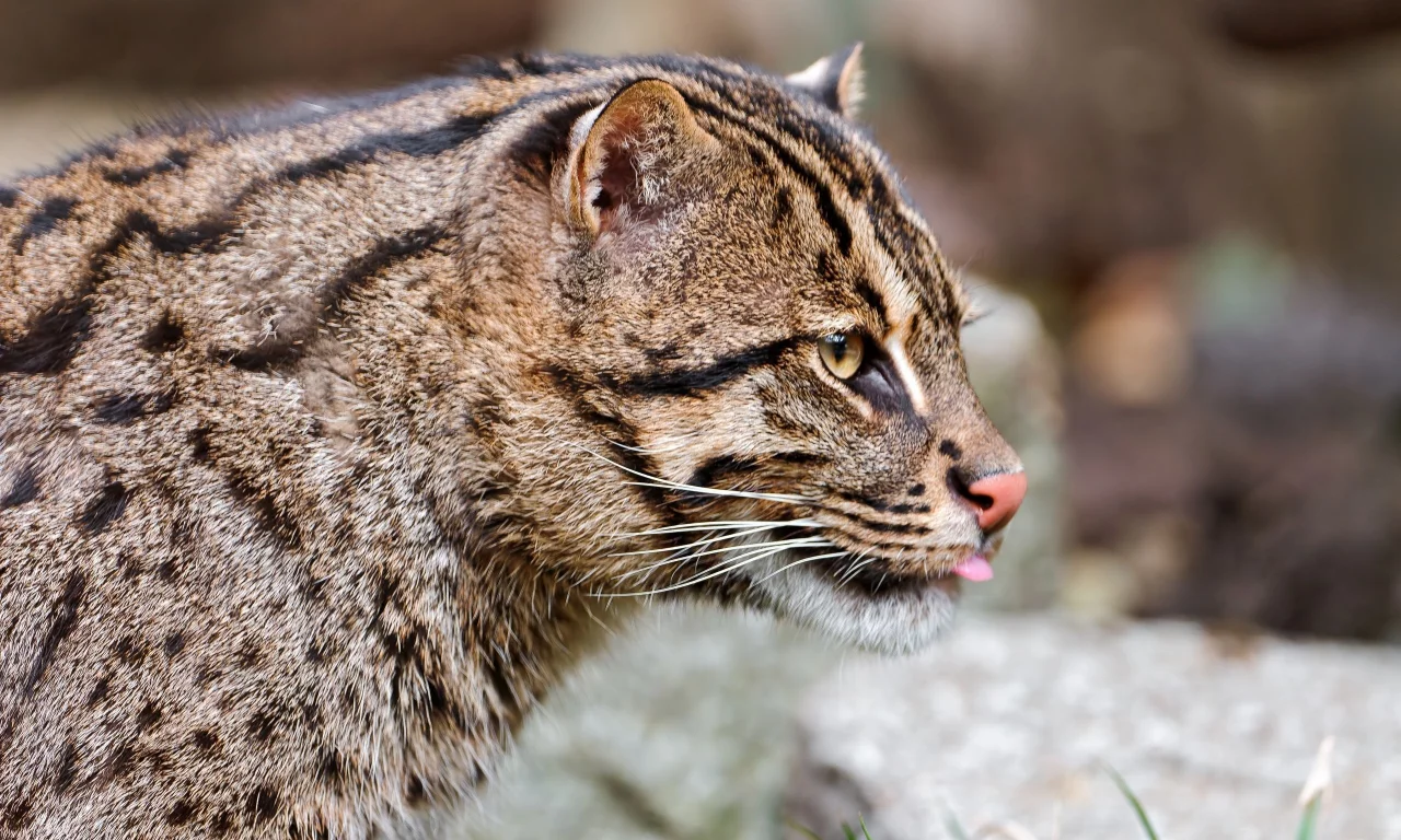 кошка-рыболов, fishing cat, дикая кошка