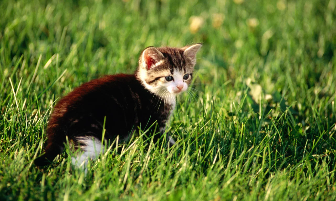 cat, кошка, котенок, киска, кот, киса