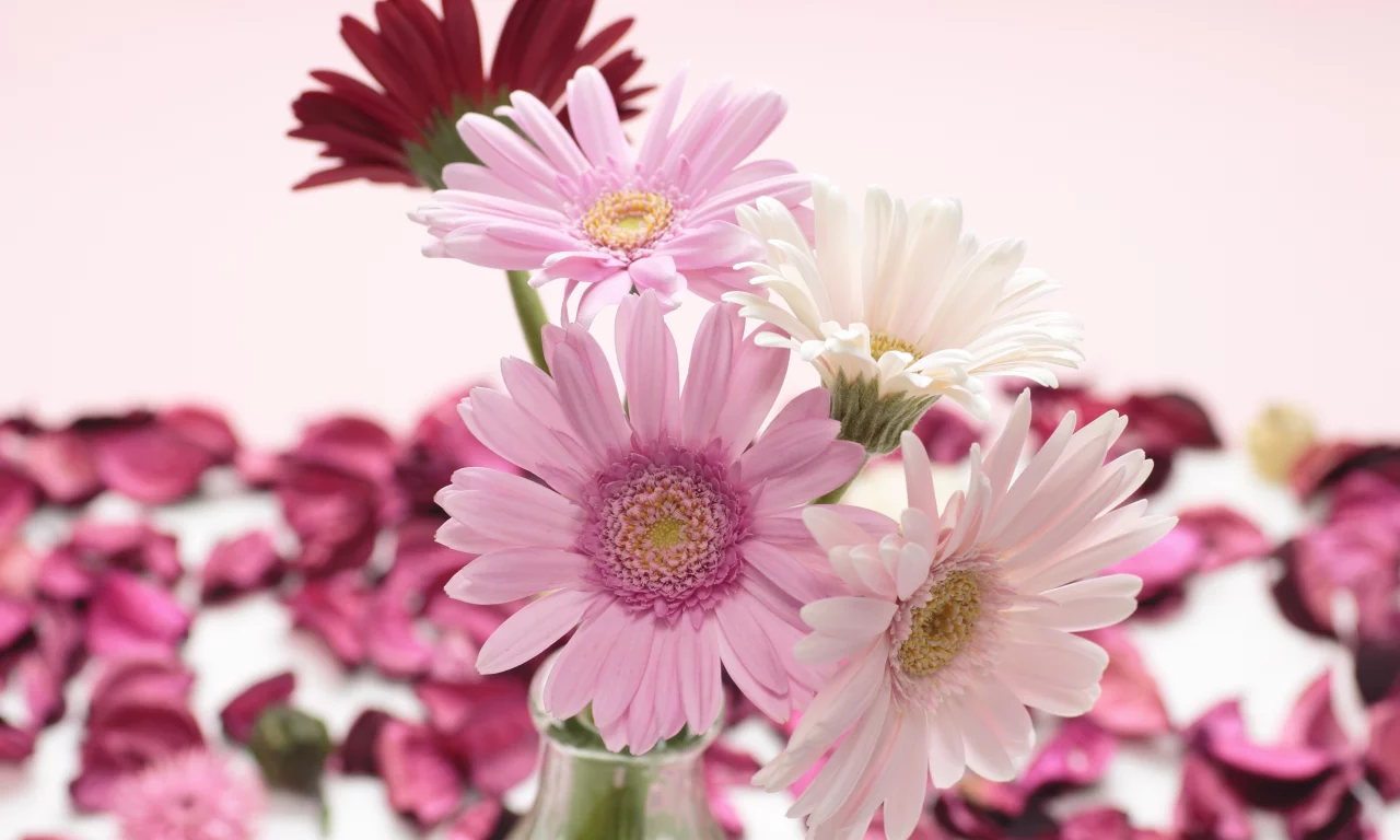 белые, красные, gerbera, розовые, герберы
