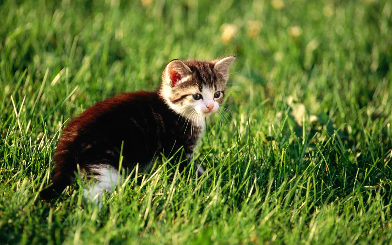 cat, кошка, котенок, киска, кот, киса