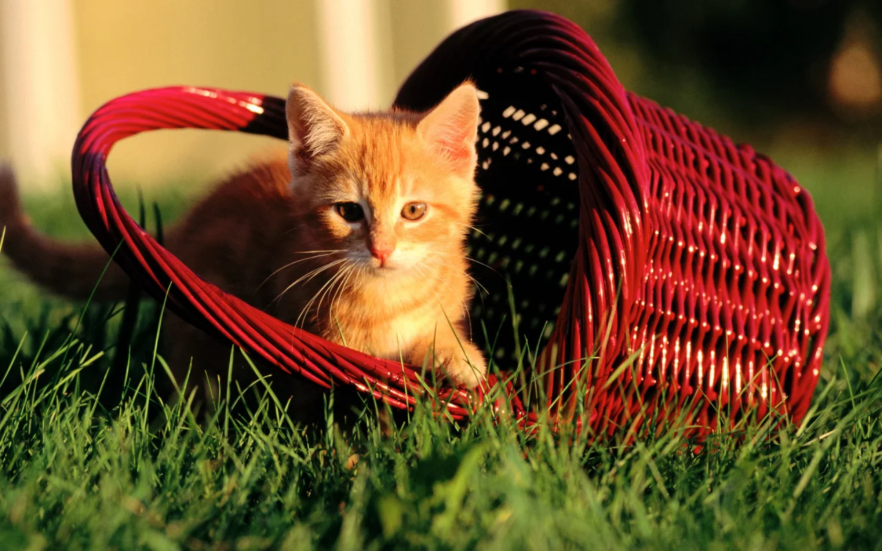 киса, кошка, кот, котенок, киска, cat