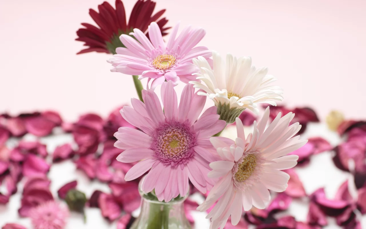 белые, красные, gerbera, розовые, герберы
