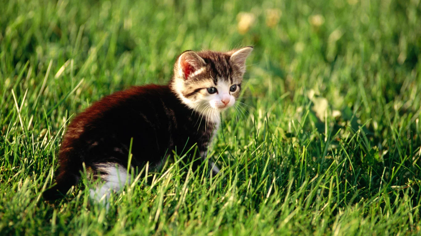 cat, кошка, котенок, киска, кот, киса