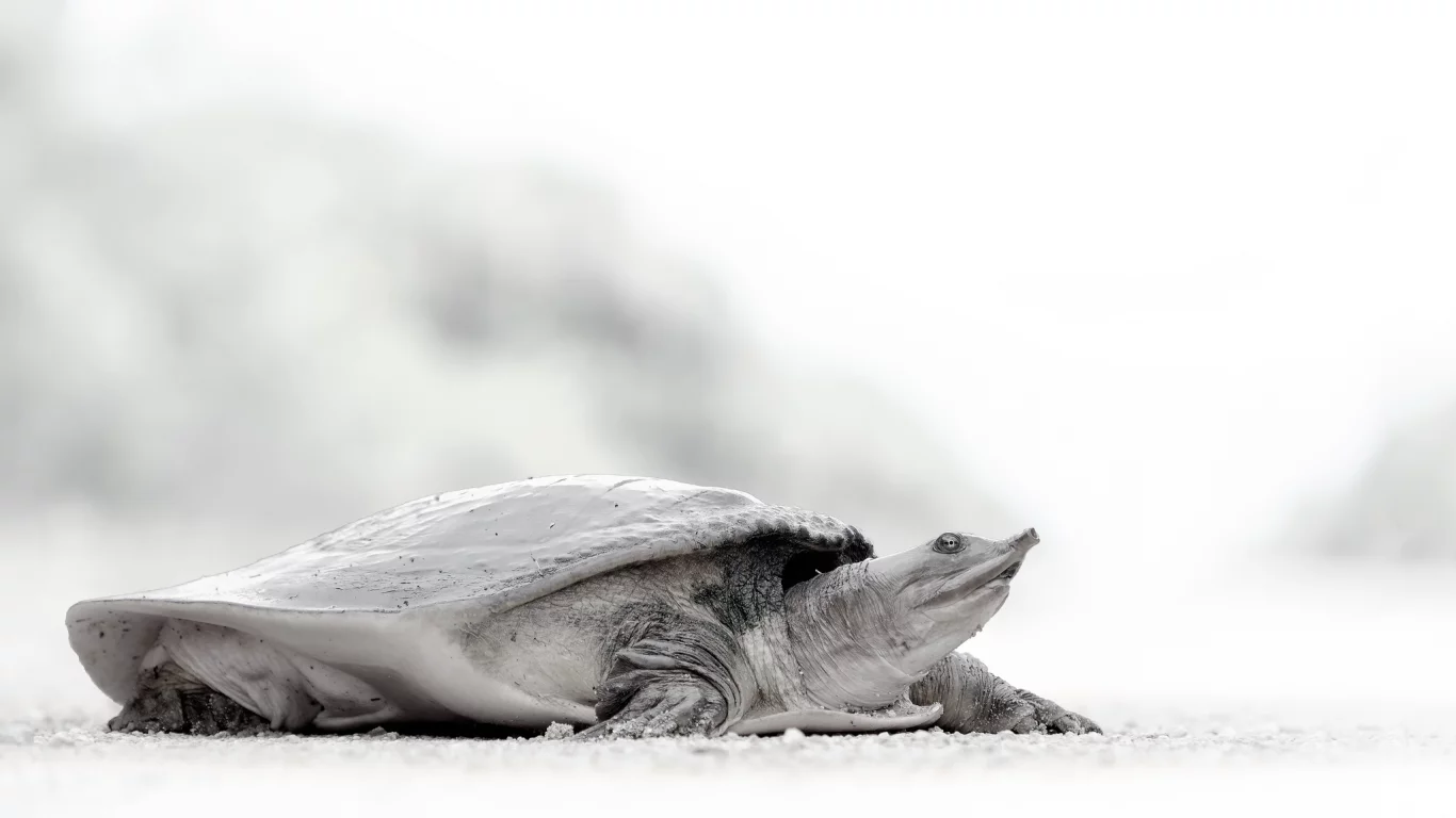rare animal, soft shell turtle, turtle, style