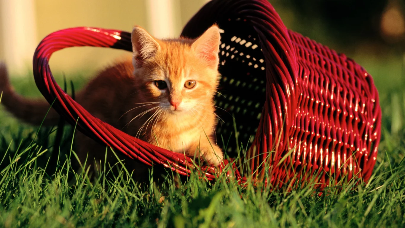 киса, кошка, кот, котенок, киска, cat