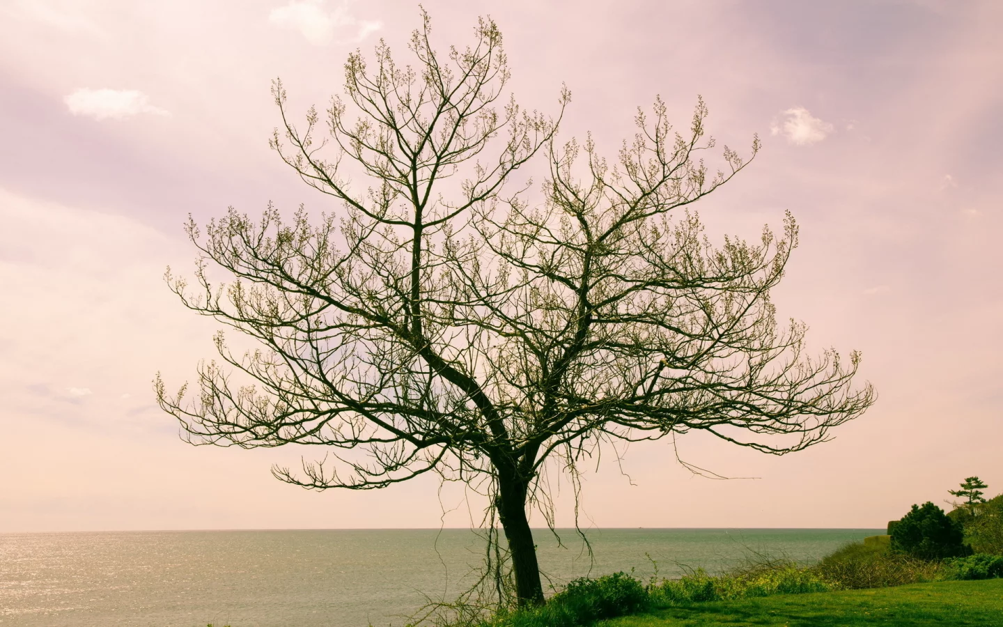 пейзаж, дерево, море