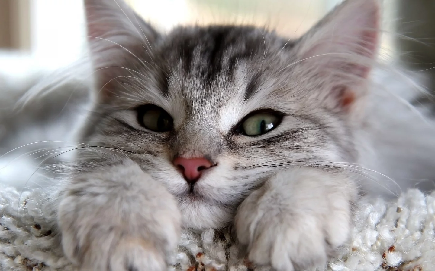 кошка, кот, глаза, взгляд, смотрит