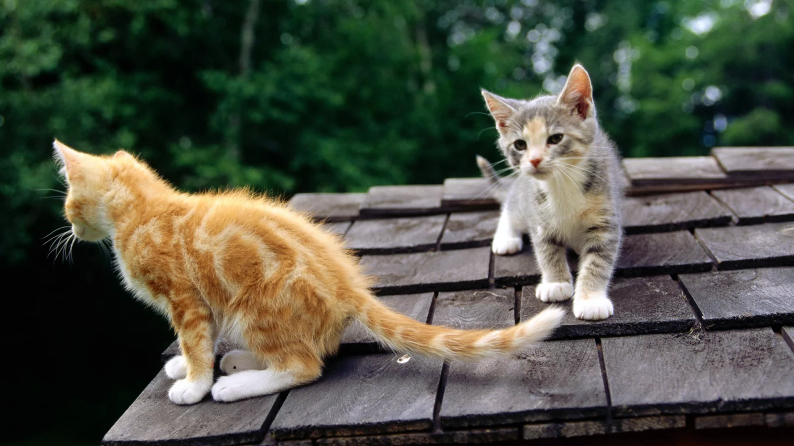 киска, киса, кошка, кот, котенок, cat