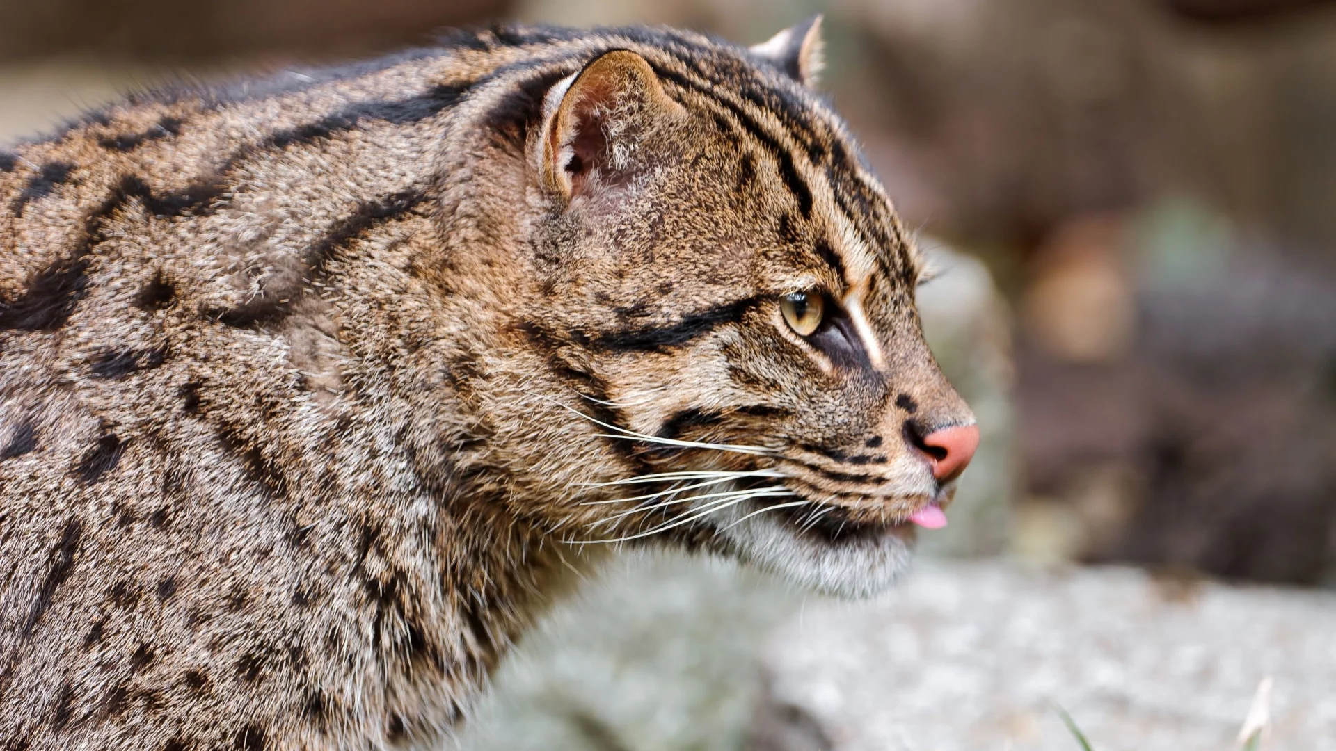 кошка-рыболов, fishing cat, дикая кошка