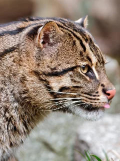 кошка-рыболов, fishing cat, дикая кошка