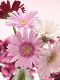 белые, красные, gerbera, розовые, герберы