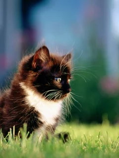 черный, трава, кошка, котенок, кот
