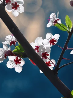 природа, вишня, макро, цветы