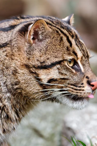 кошка-рыболов, fishing cat, дикая кошка