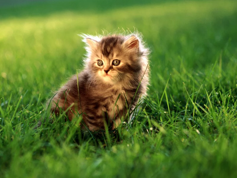 киска, котенок, cat, кот, киса, кошка
