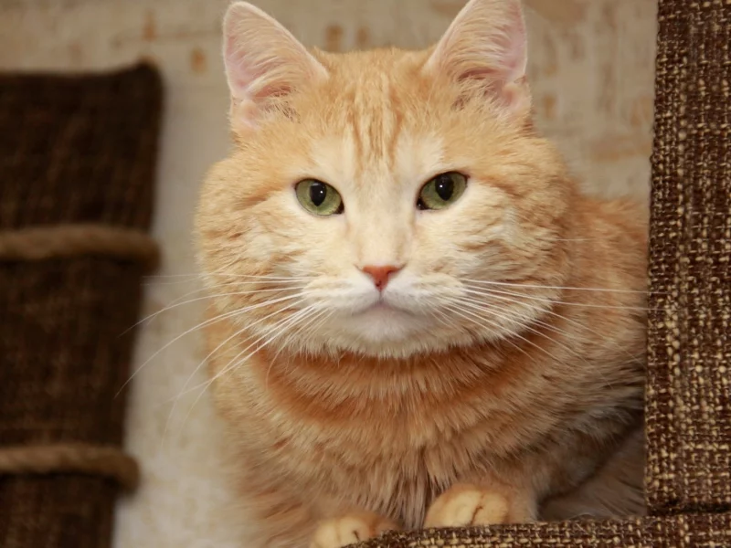 рыжий, усы, кот, уши, морда, глаза, нос