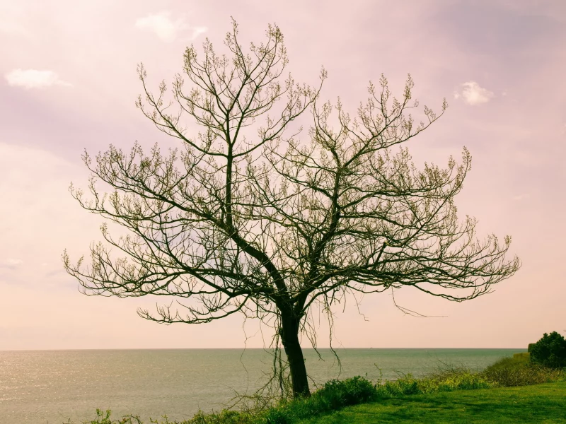 пейзаж, дерево, море