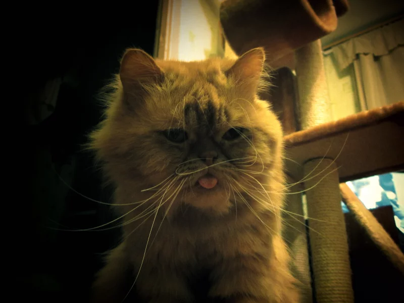 cat, кот