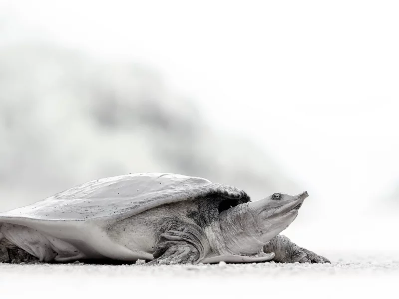 rare animal, soft shell turtle, turtle, style