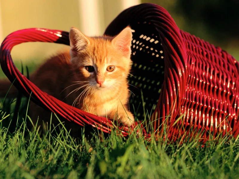 киса, кошка, кот, котенок, киска, cat