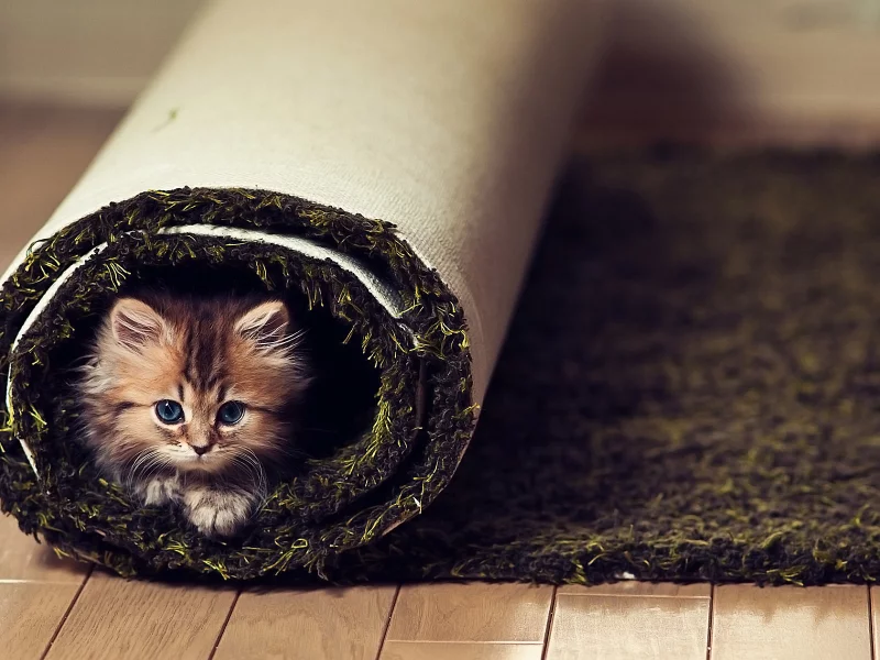 взгляд, котенок, ковер, пол