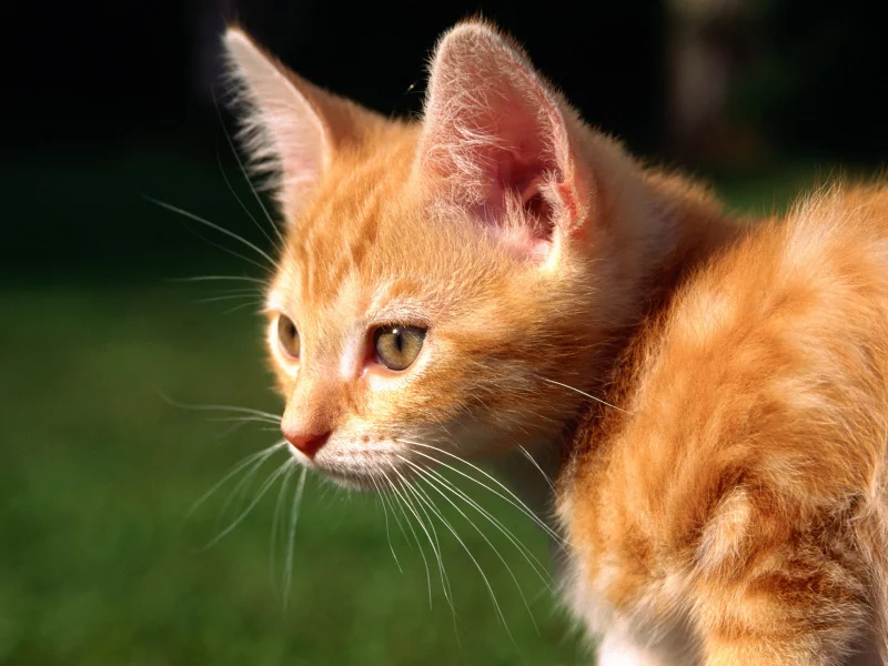рыжий, кот, cat, кошка, котенок