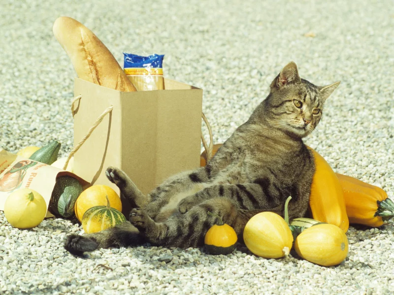 батон, котяра, shoping