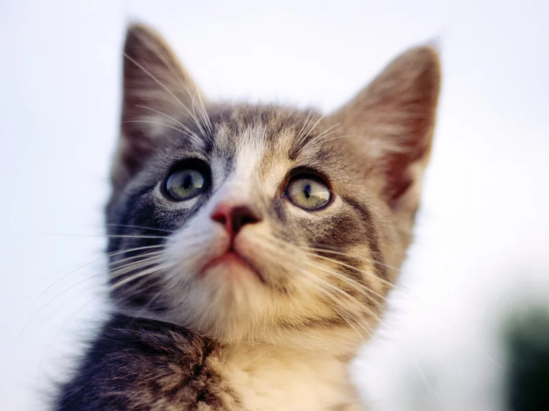 кот, cats, котенок, кошка