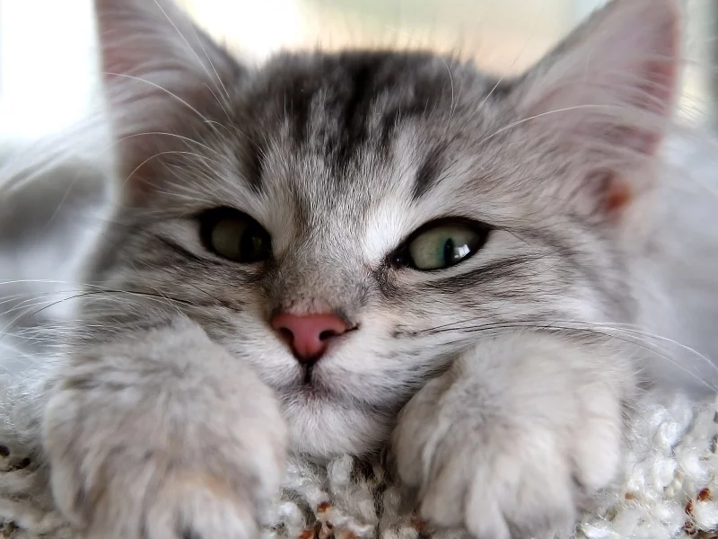 кошка, кот, глаза, взгляд, смотрит