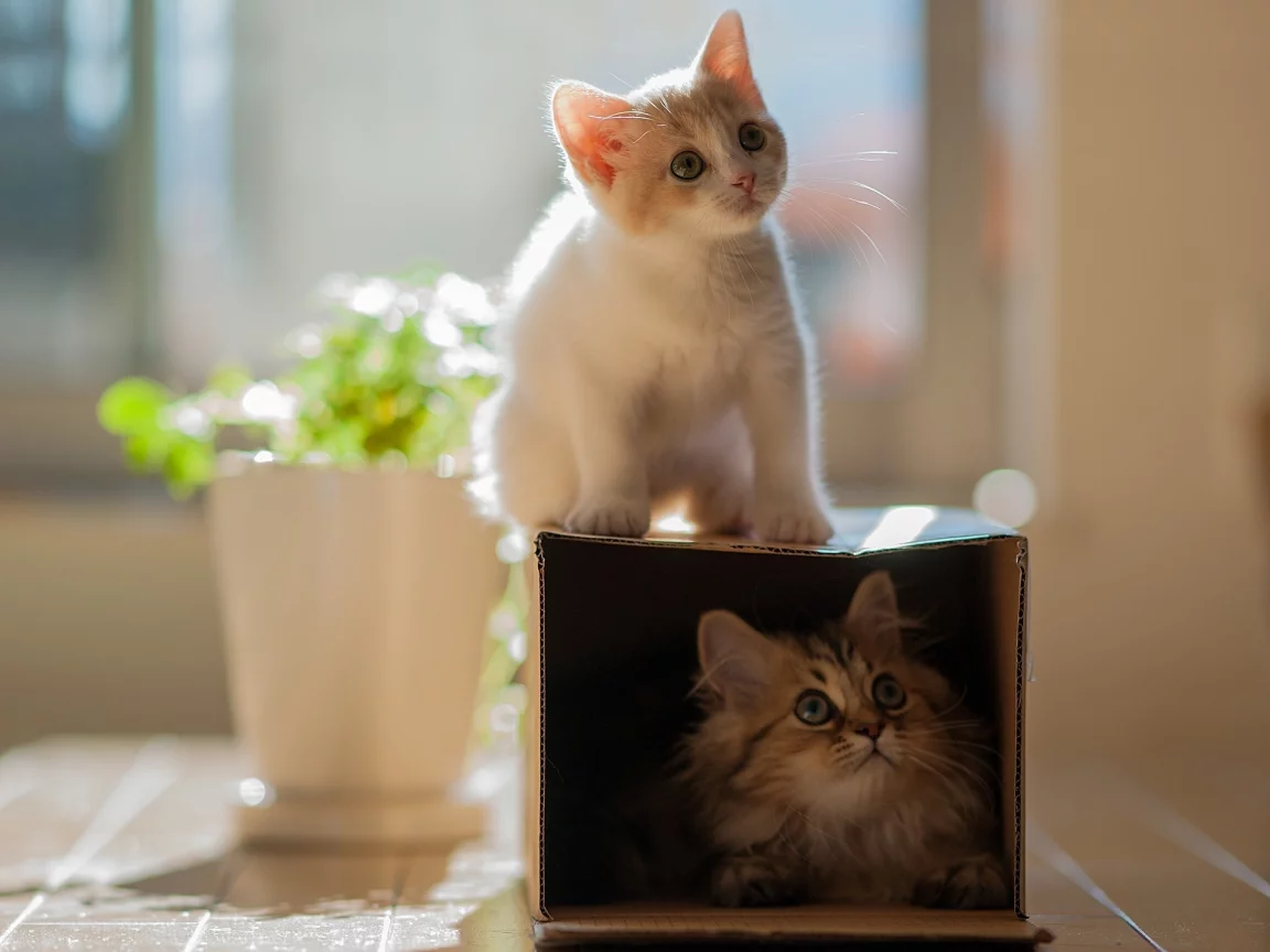 hannah, daisy, кошки, коробка, ben torode, котенок