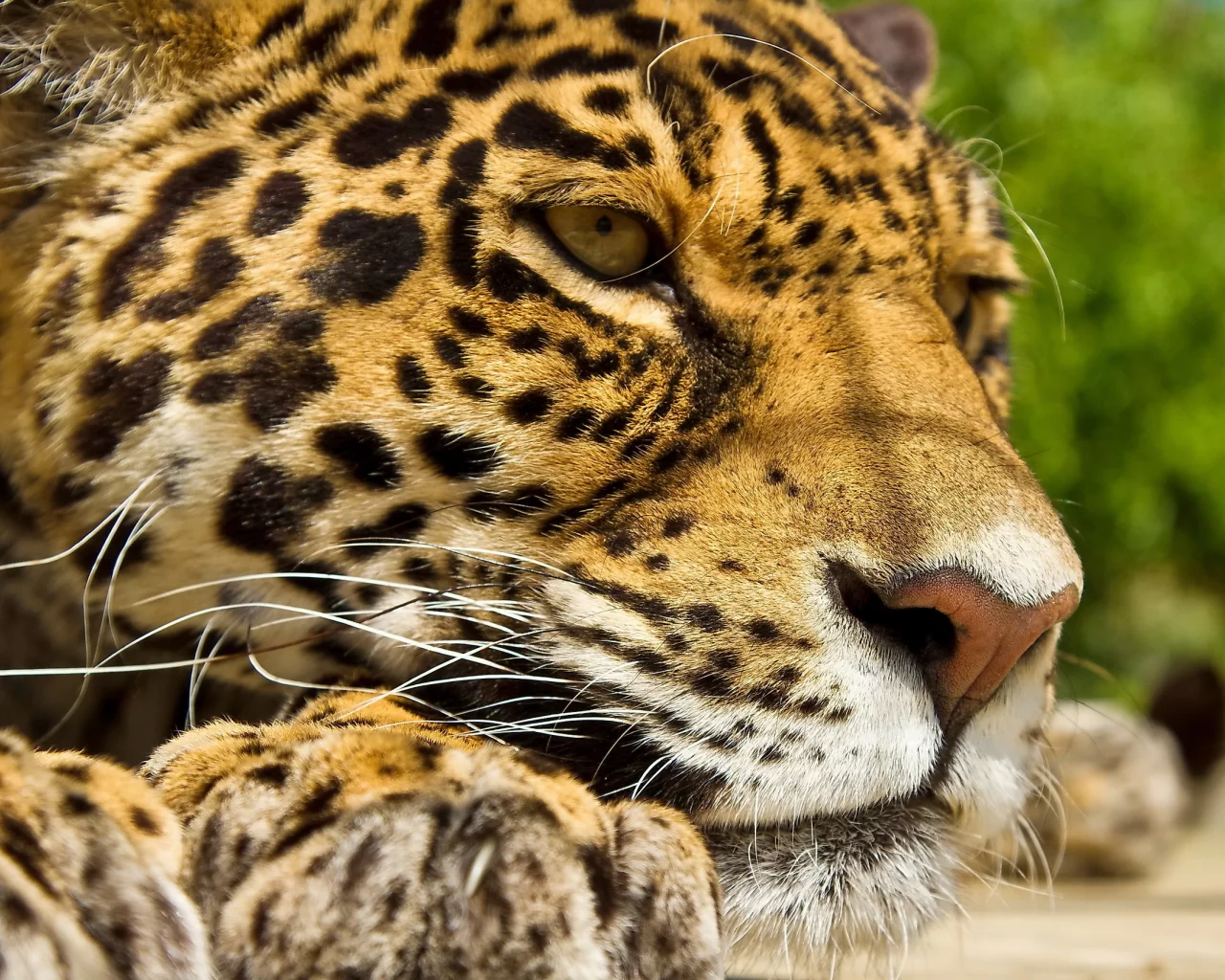 panthera onca, усы, отдых, лапы, ягуар, морда