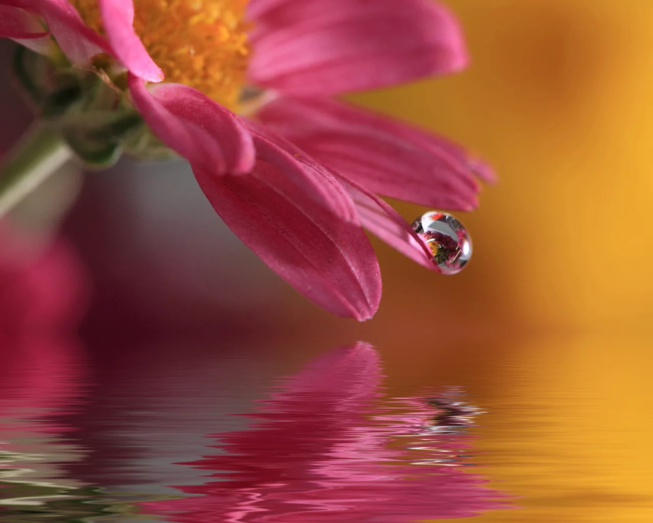 цветок, waterdrop, капля, природа, macro, вода