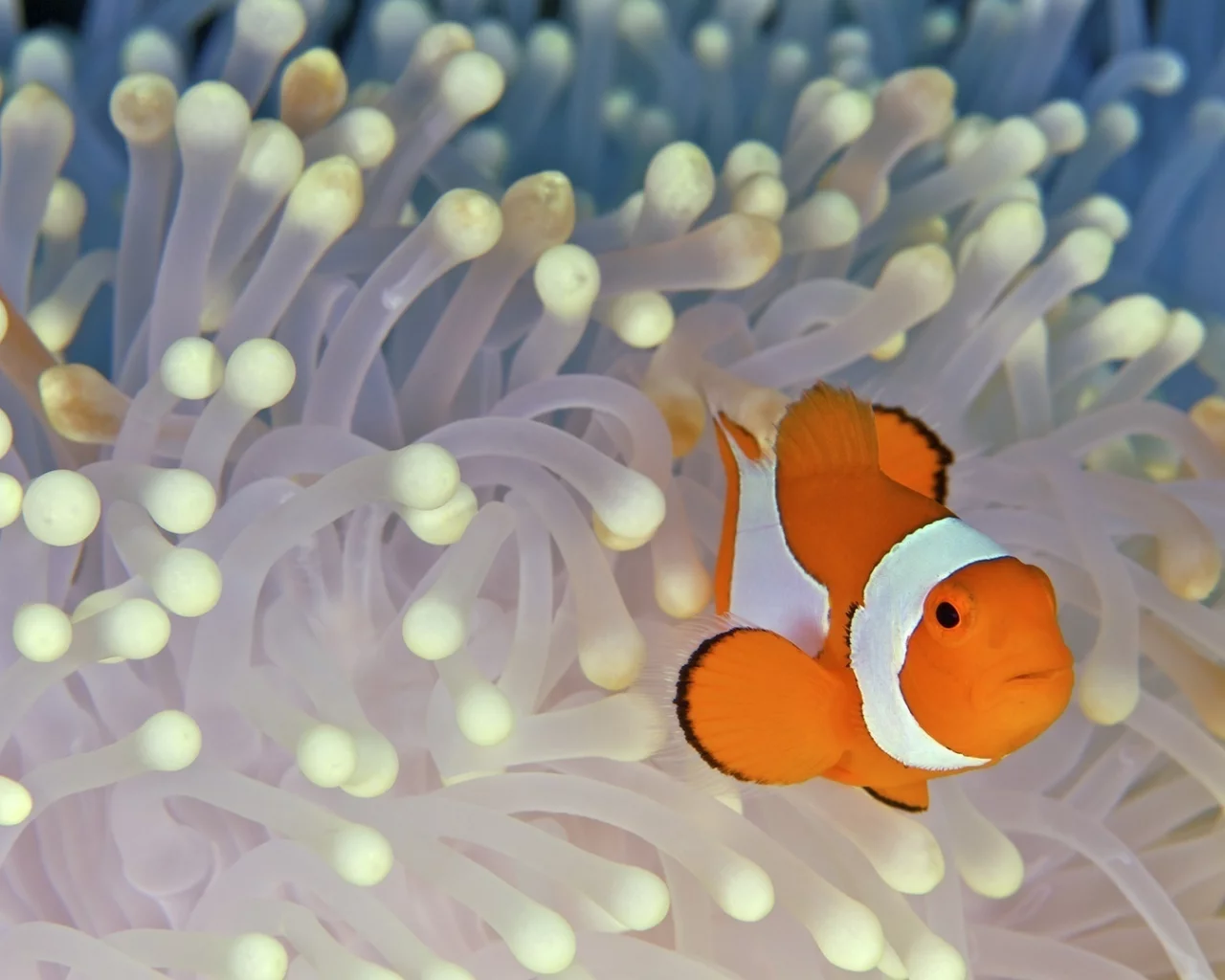 рыба, fish, клоун, дно, водоросли, nemo