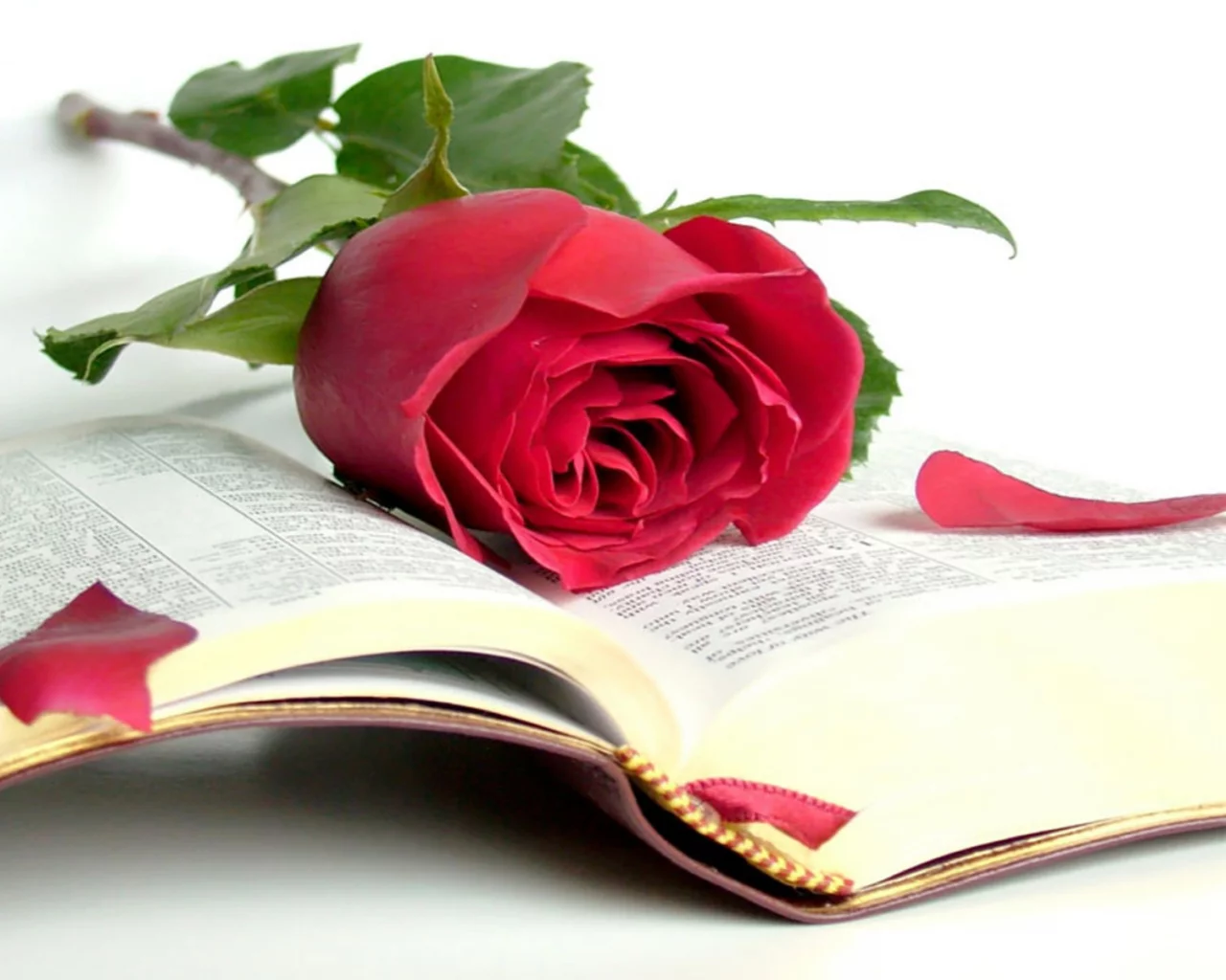 книга, роза, библия, красота, мудрость