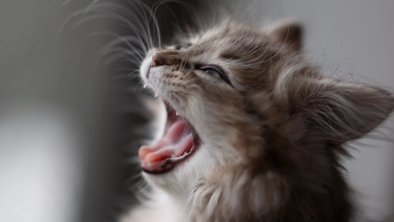 котенок, ben torode, кошка, daisy, зевает