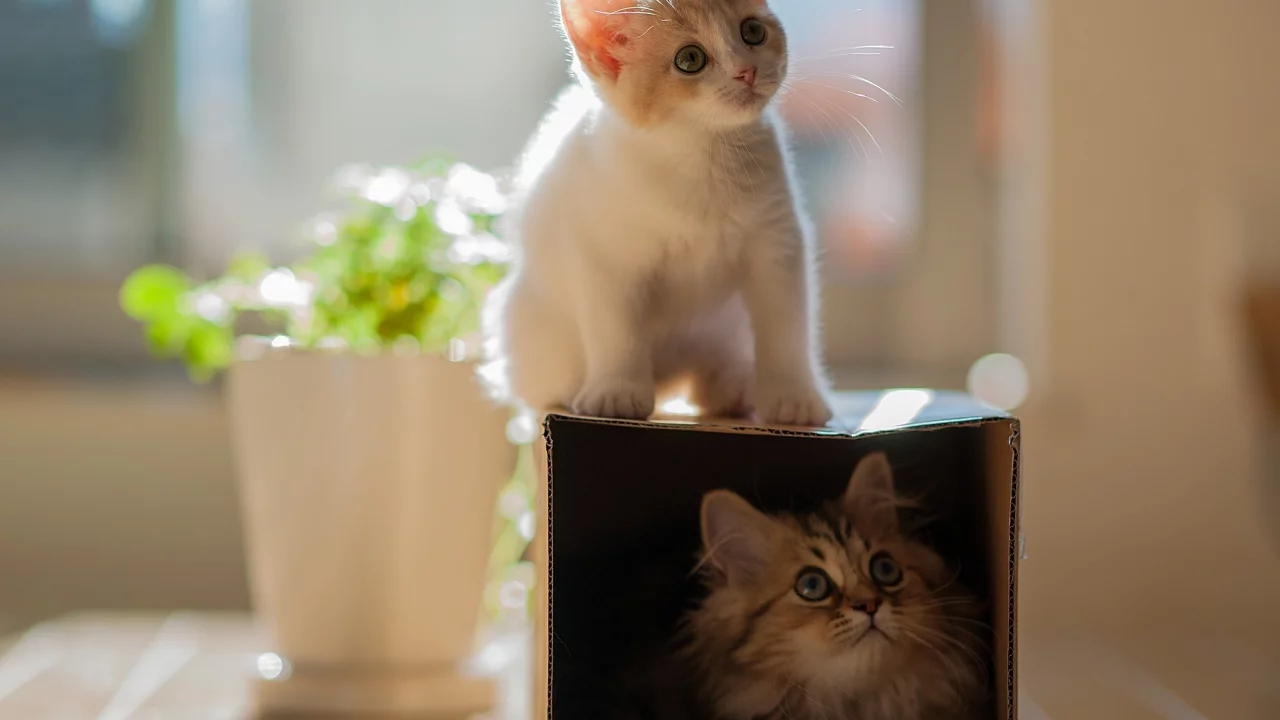 hannah, daisy, кошки, коробка, ben torode, котенок