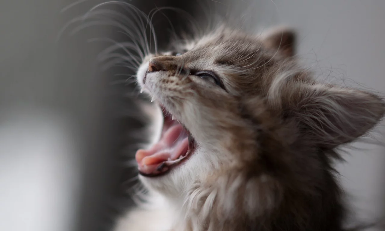котенок, ben torode, кошка, daisy, зевает