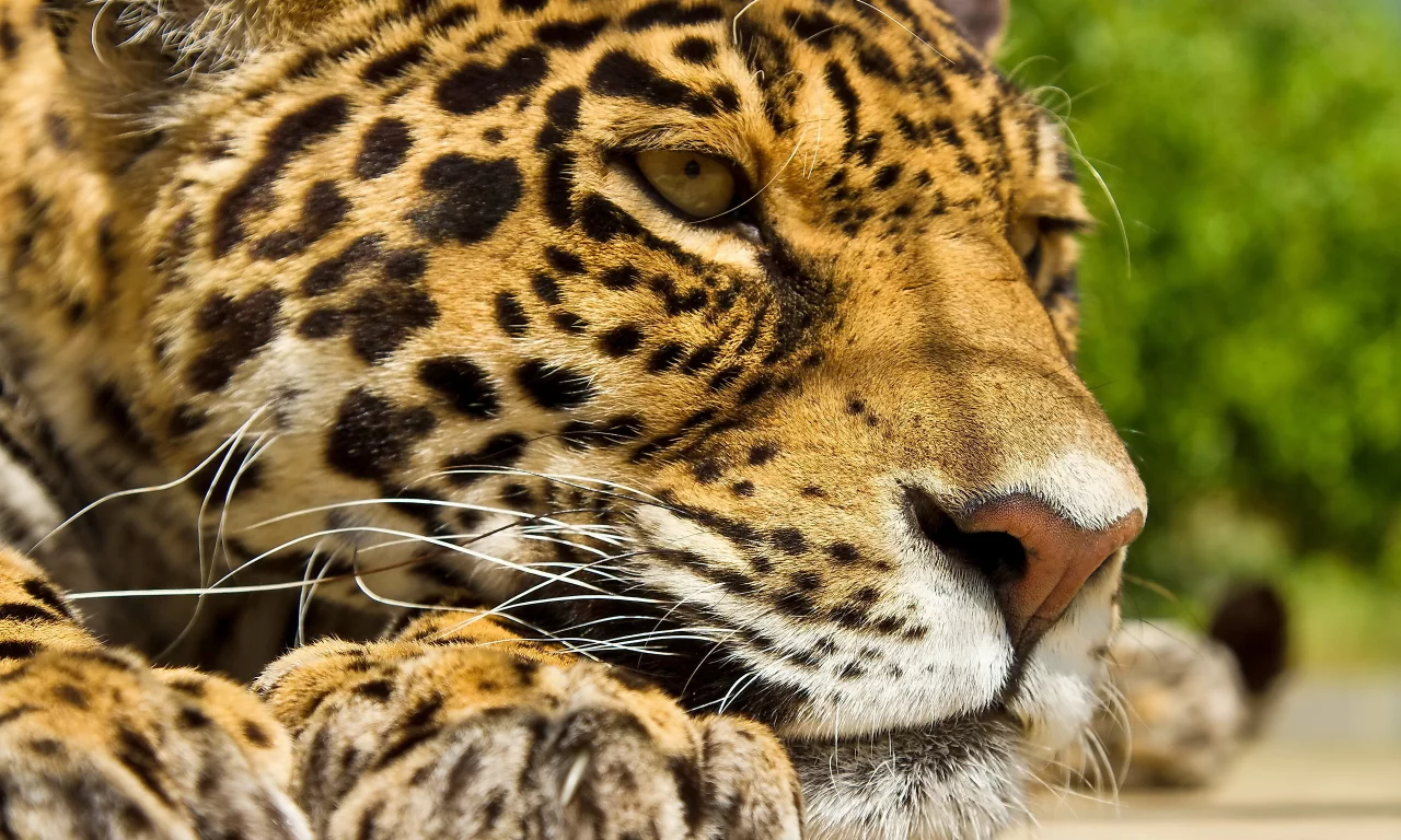panthera onca, усы, отдых, лапы, ягуар, морда