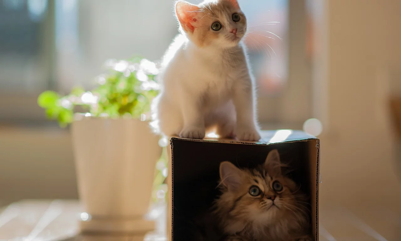 hannah, daisy, кошки, коробка, ben torode, котенок
