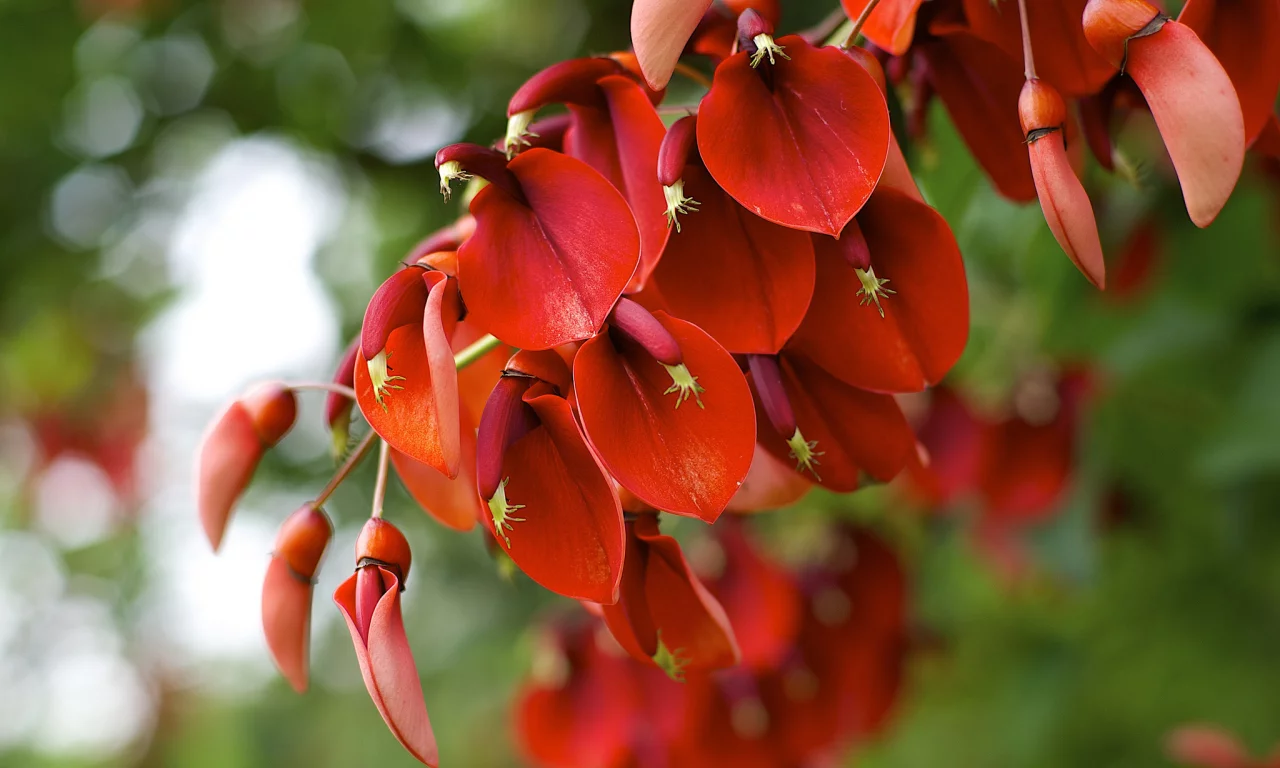 erythrina crista-galli, цветение, растение