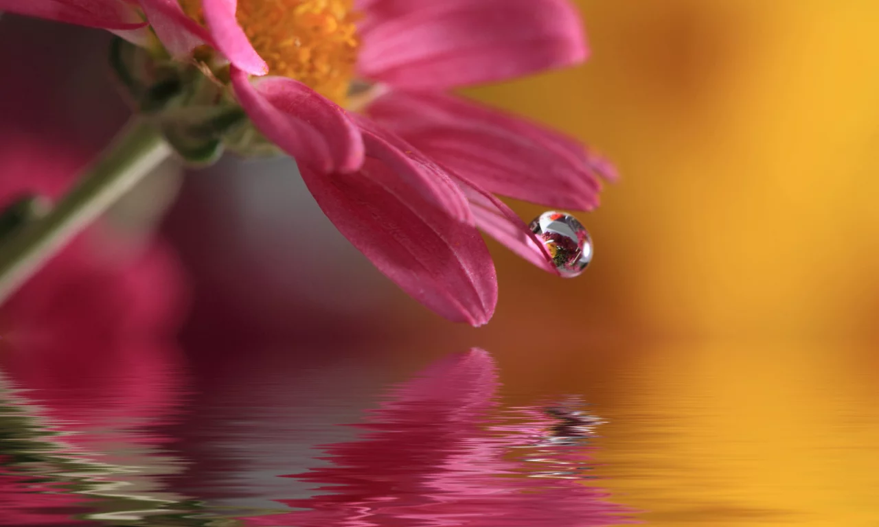 цветок, waterdrop, капля, природа, macro, вода