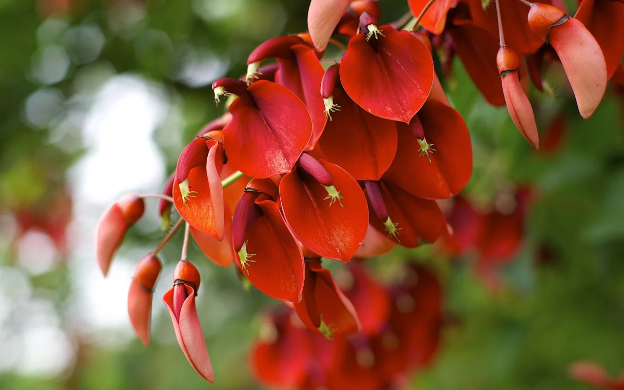 erythrina crista-galli, цветение, растение