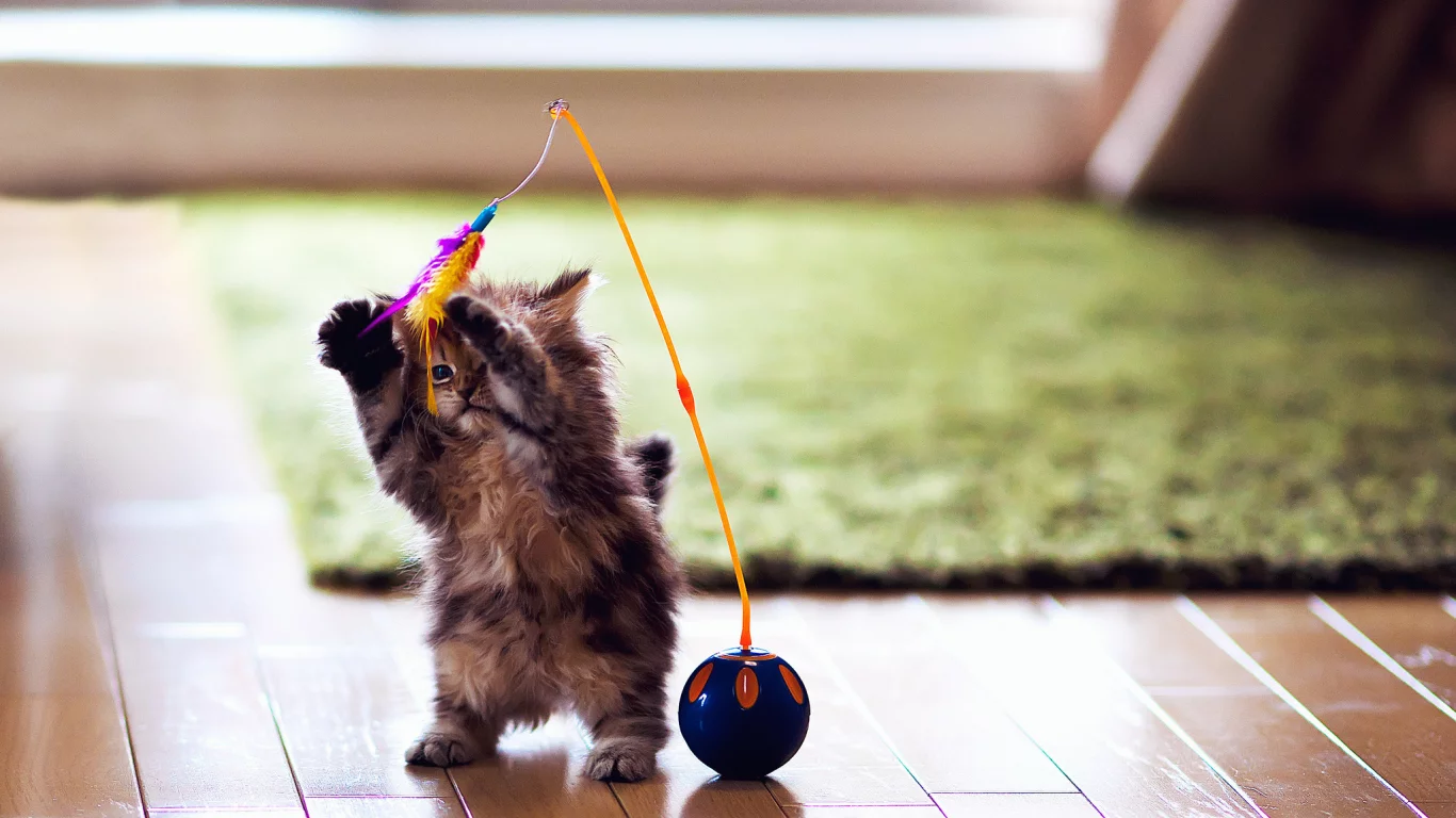 daisy, игрушка, ben torode, котенок, кошка