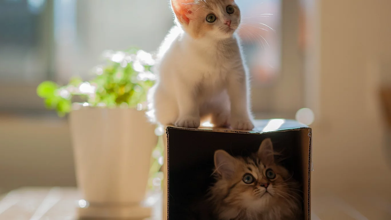 hannah, daisy, кошки, коробка, ben torode, котенок