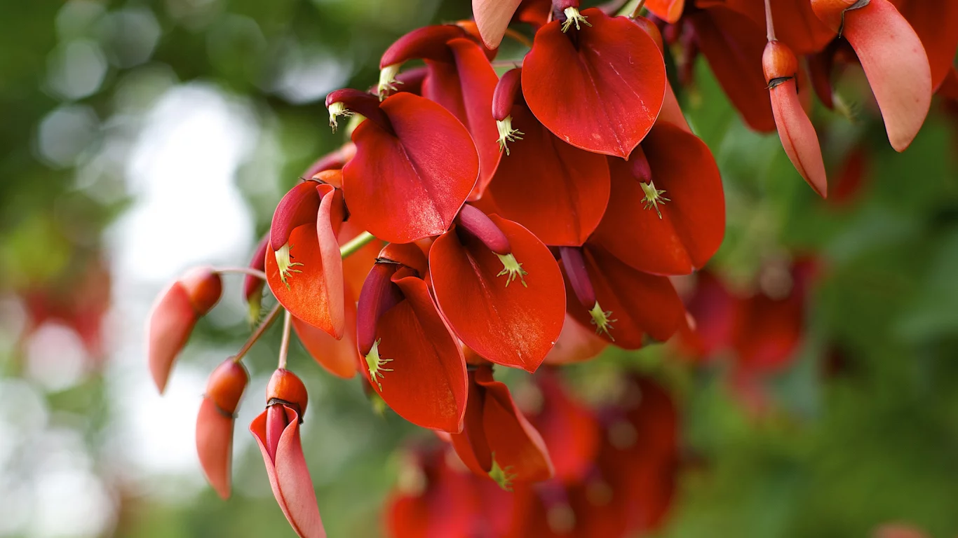 erythrina crista-galli, цветение, растение