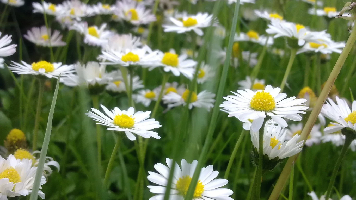 природа, поле, ромашки, цветы