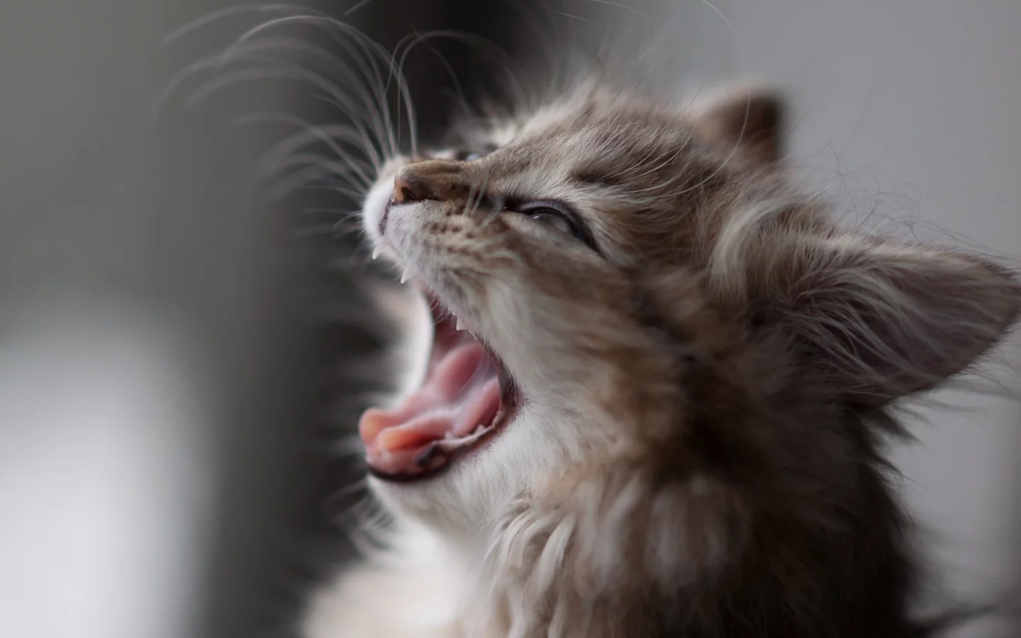 котенок, ben torode, кошка, daisy, зевает